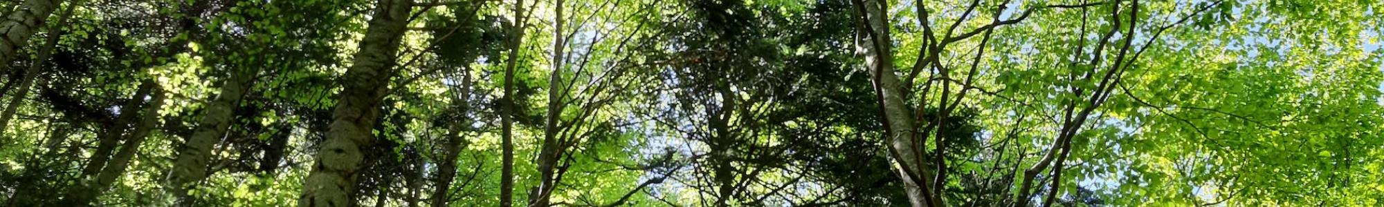 alberi nel monte Penna