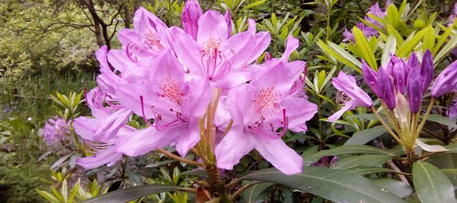 Rhododendron ponticum a Pratorondanino